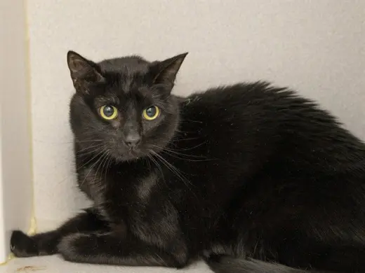 BINX