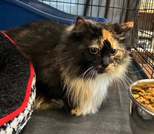 Fern (FKA Mischief)
