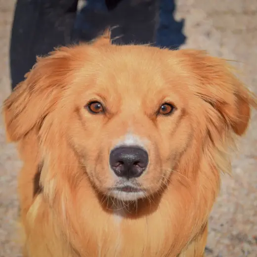 Maximus