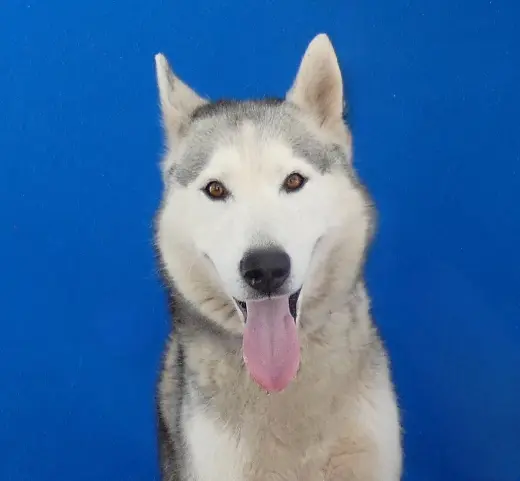 SIMBA