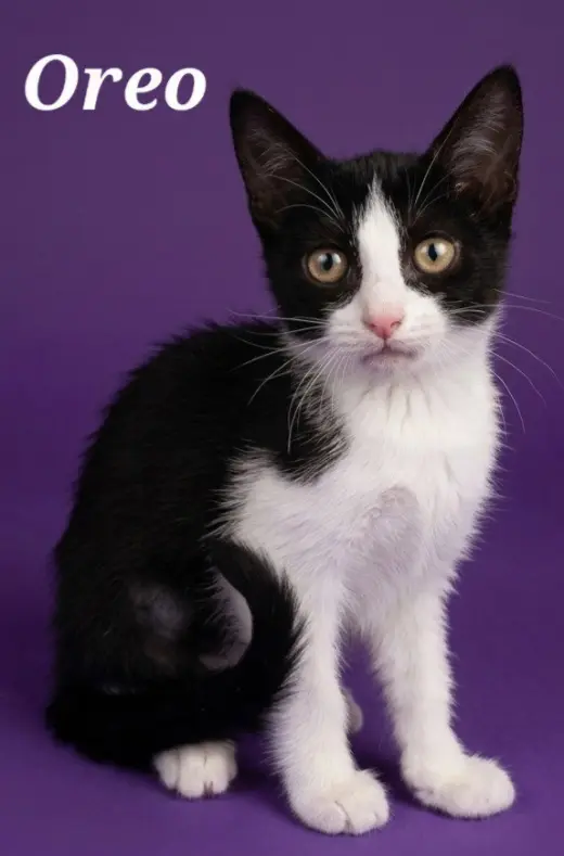Oreo