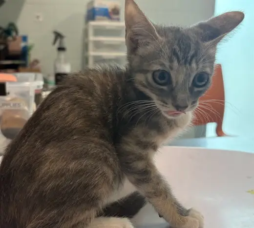 PIPER
