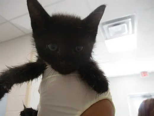 LUNA
