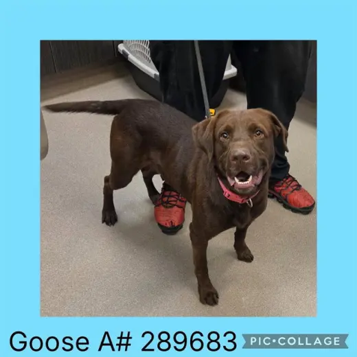 GOOSE