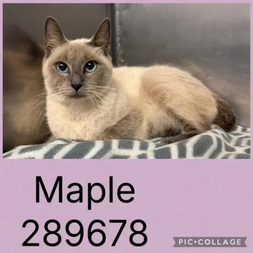 MAPLE