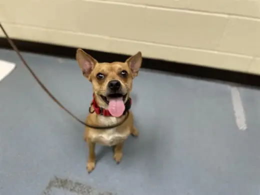 CHICO