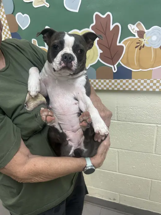 Darla