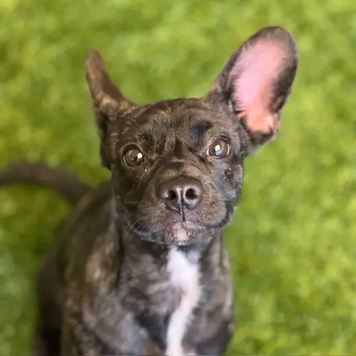 Midnight the Puppy