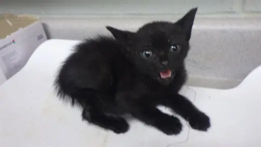 GOBLIN