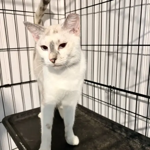 Khalessi
