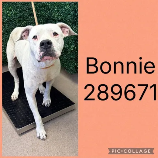 BONNIE