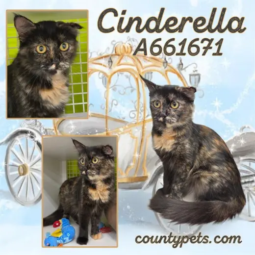 CINDERELLA