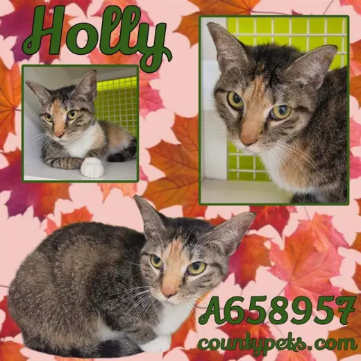 HOLLY