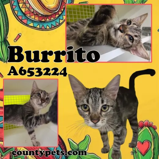 BURRITO