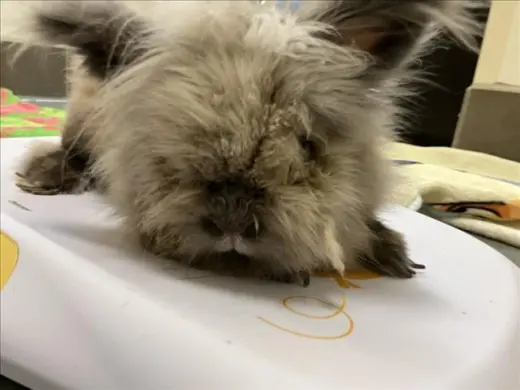 PUA