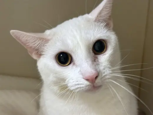 DAPHNE