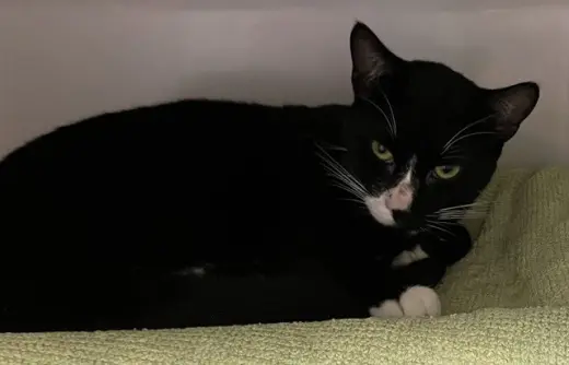 JETT