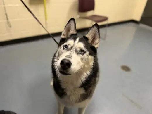 BELLA