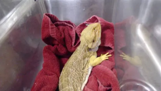 BUTTER
