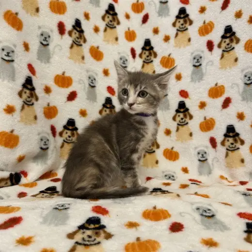 SAMANTHA