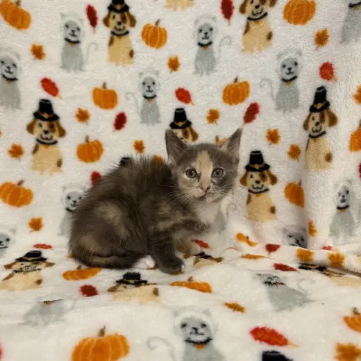 SABRINA