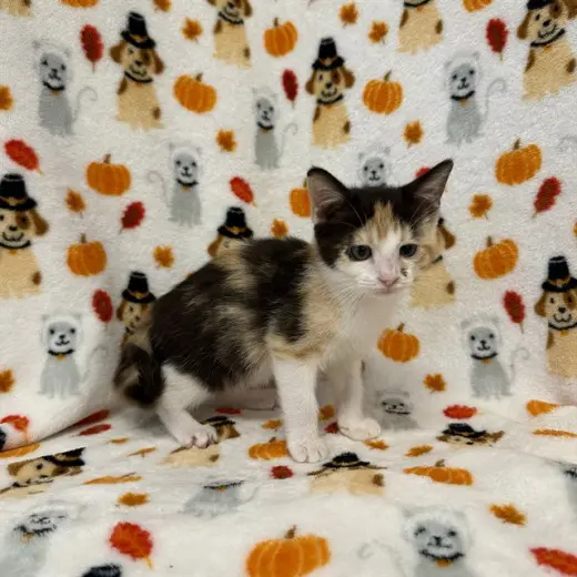 SHEERA