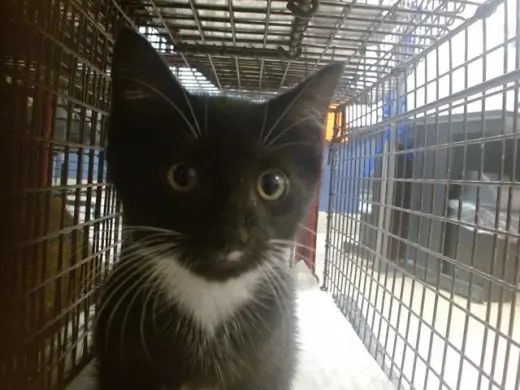 OREO