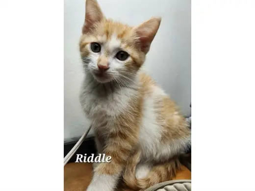 RIDDLE