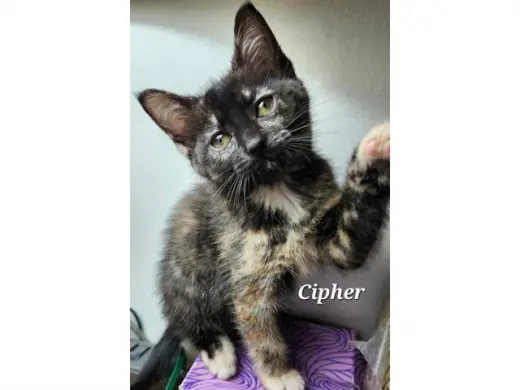 CIPHER