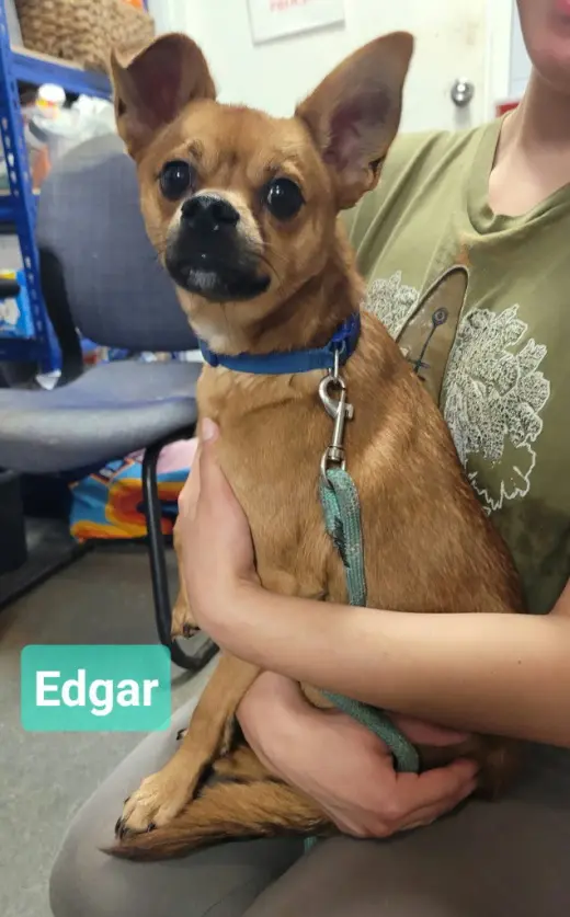 Edgar Allan Bro