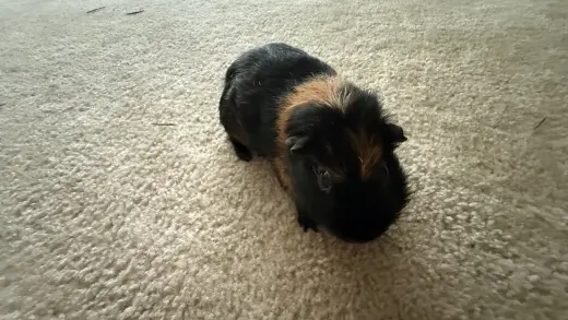 Tater