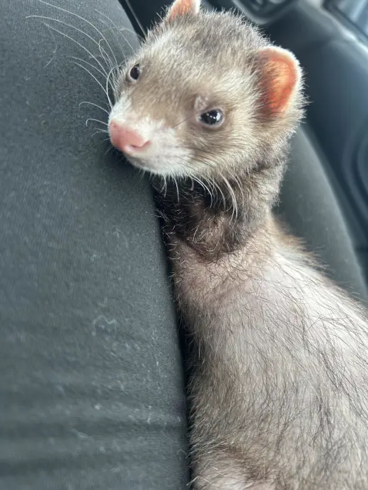 Slinky