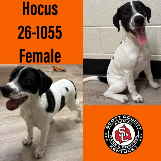 Hocus