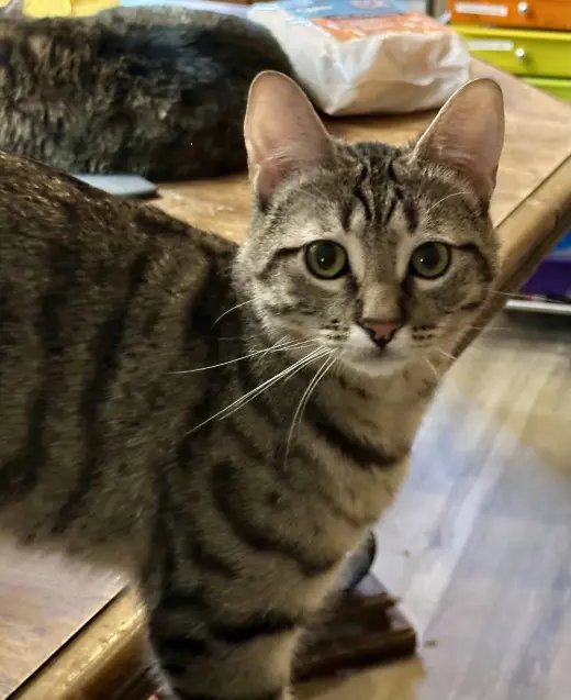 Loki