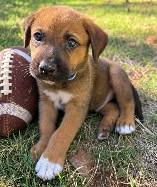 Gus