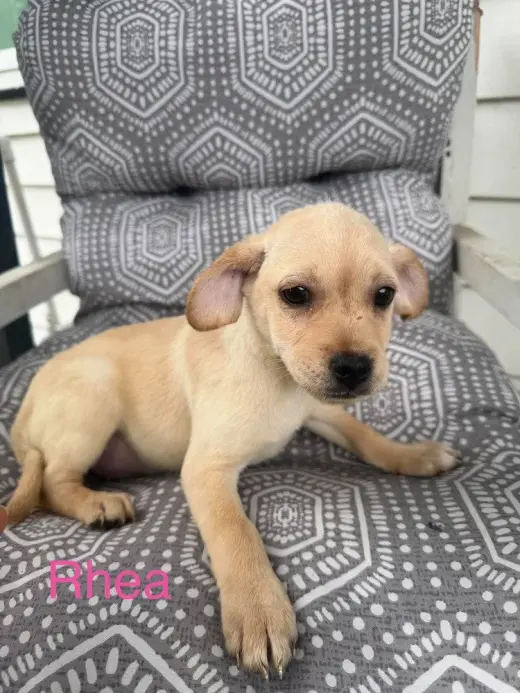 Rhea (Roxie's Litter)