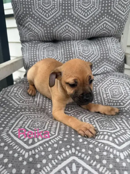Reika (Roxie's Litter)