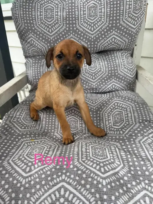 Remy (Roxie's Litter)