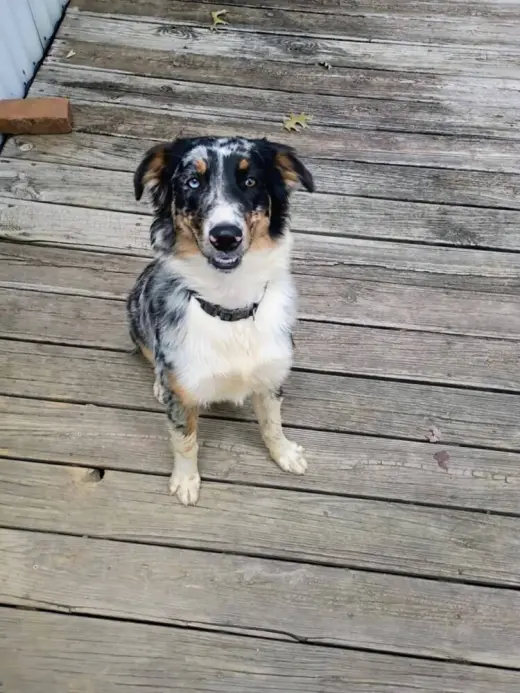 Roxi Auxi