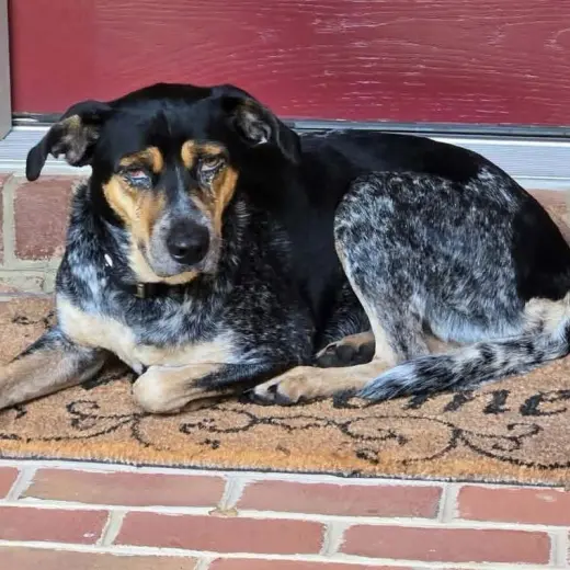 Angel - At shelter available 10/16