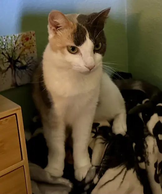 Freya