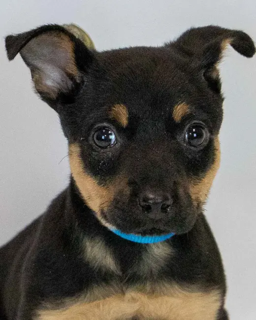 Laika