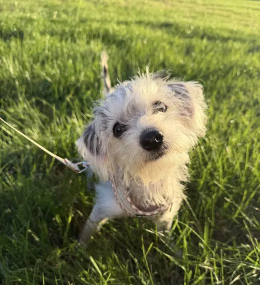 Alfie