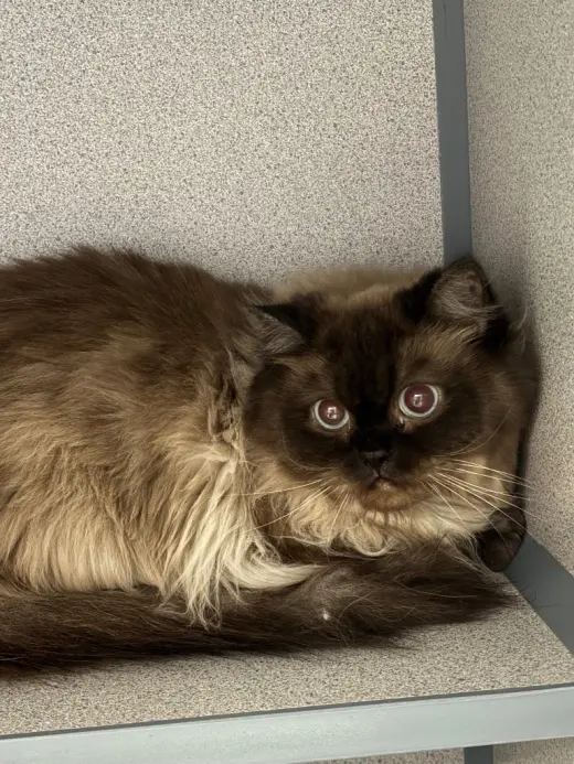 Toasted Marshmallow