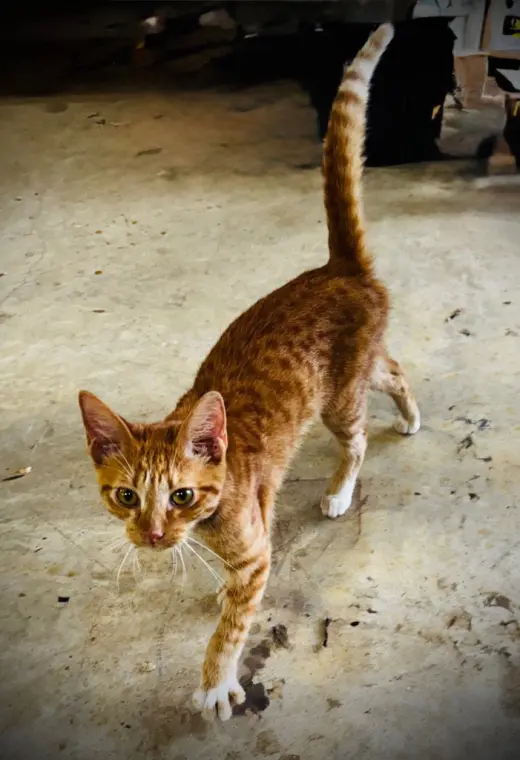 Rusty