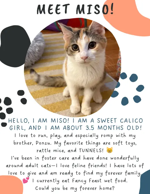 Miso (FCID# 08/24/2026 - 3 Christiana PS) C