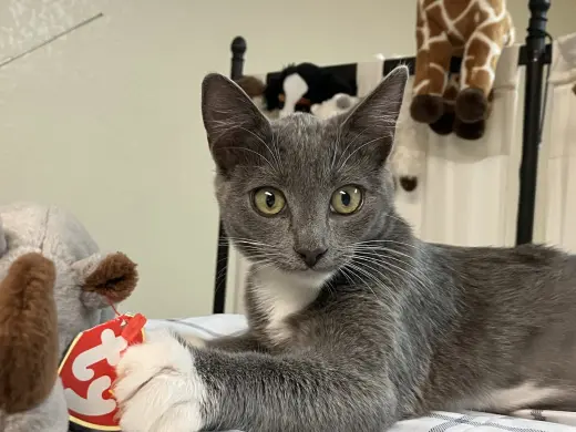Gracie