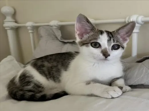 *MOCHI