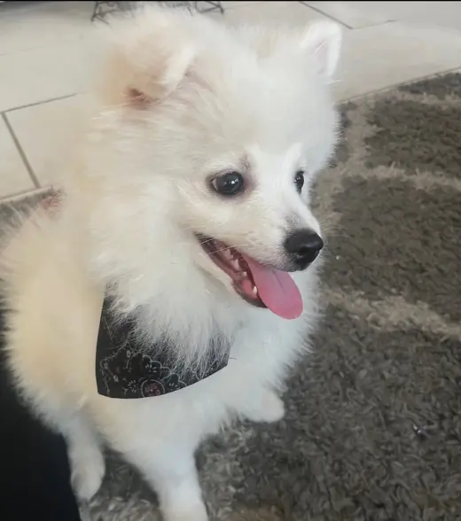 Milo