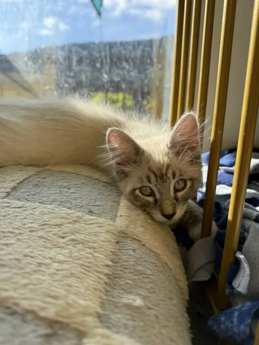 Cream Puff